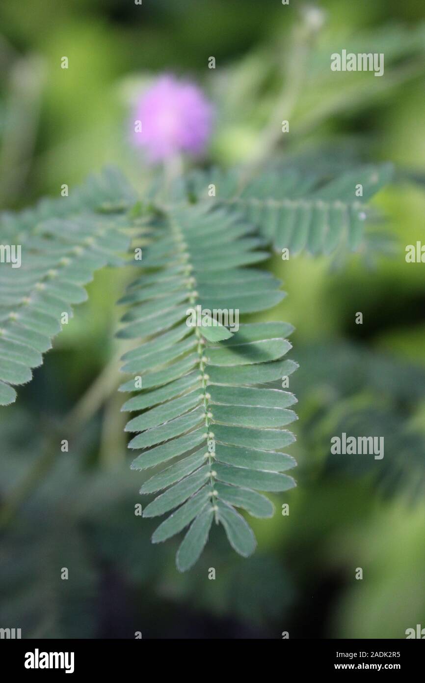 Sensitive plant, Mimosa pudica, humble plant Stock Photo Alamy