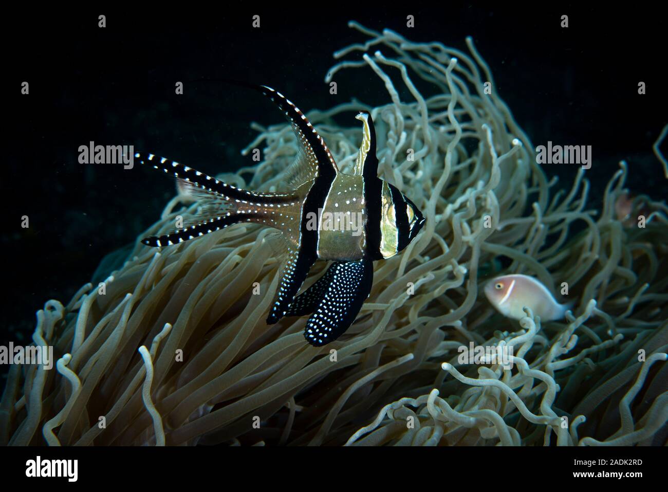 Banggai Cardinalfish Pterapogon kauderni Stock Photo
