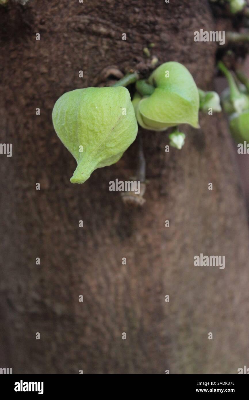 Guyabano Tree High Resolution Stock Photography And Images Alamy