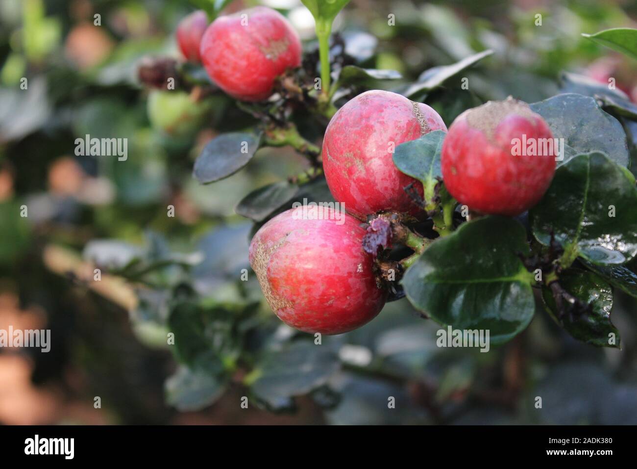 Fresh ripe fruit of the Natal Plum Tree, carissa macrocarpa, big num-num, Amatungulu, grootnoem-noem, noem-noem, umThungulu oBomvu, Stock Photo