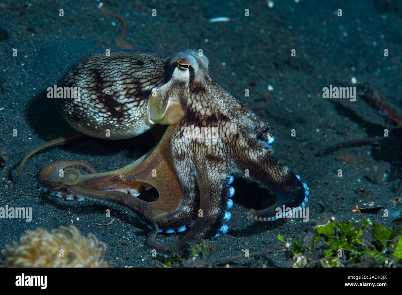 Coconut Octopus Amphioctopus marginatus Stock Photo