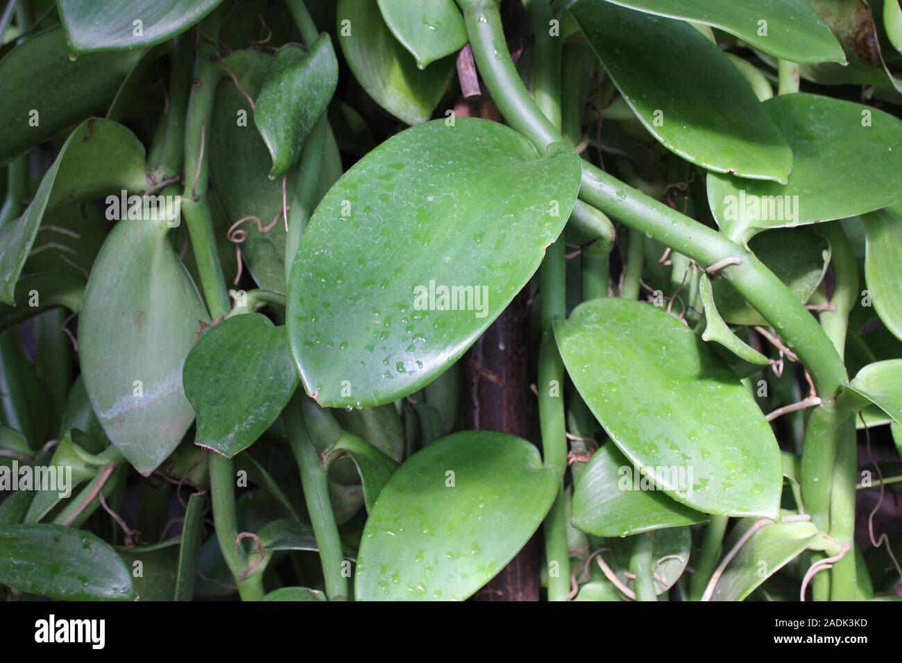 Vanilla Plant High Resolution Stock Photography And Images Alamy