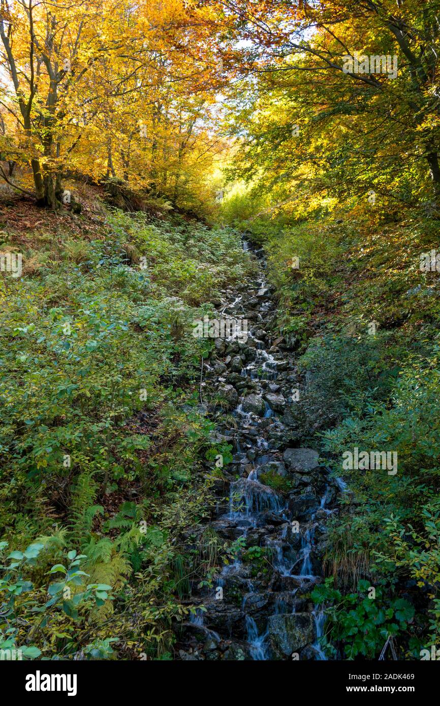 Forest in the fall hi-res stock photography and images - Alamy