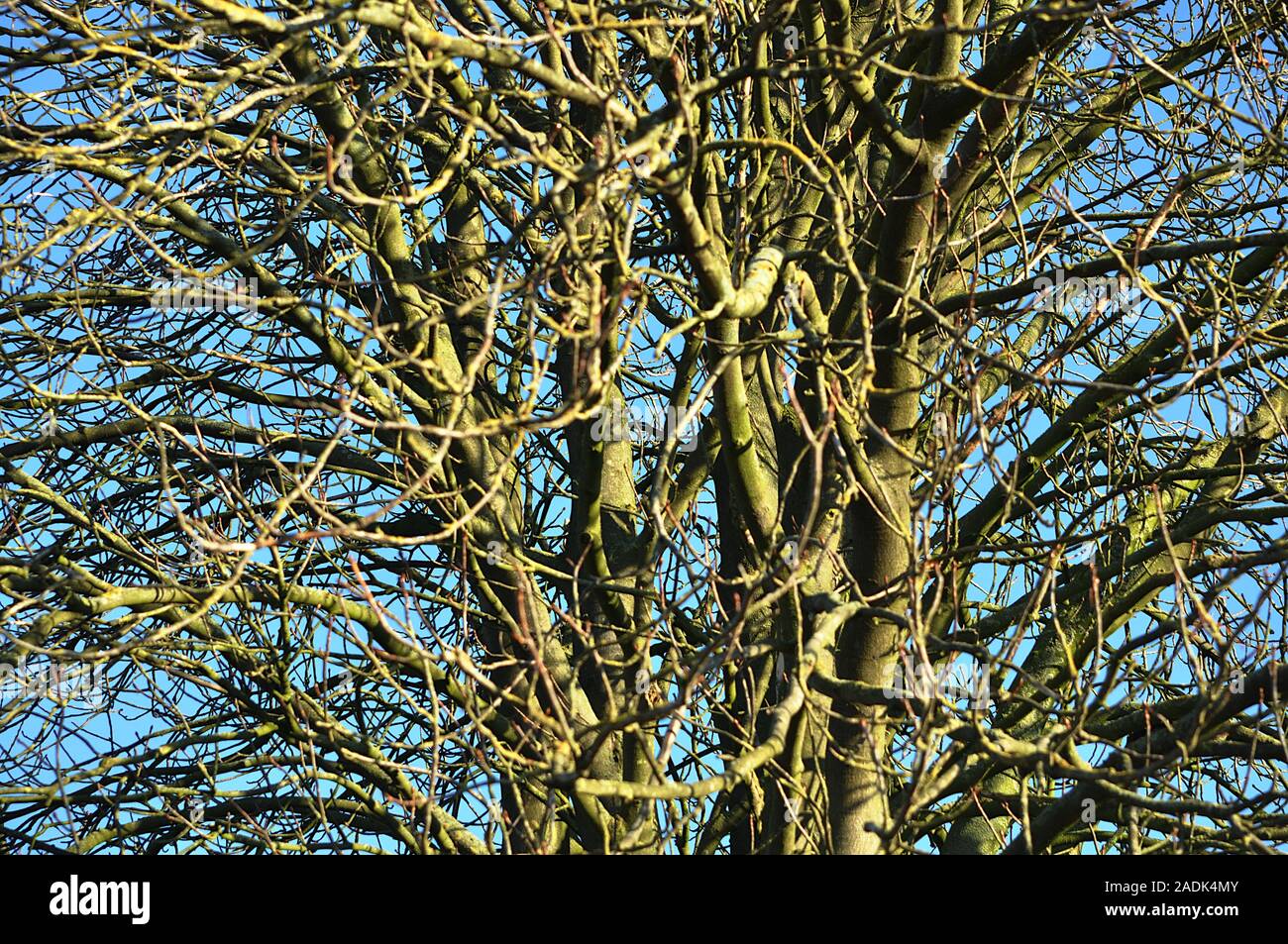 Tree Trees In Sudbrook Lincolnshire Stock Photo Alamy