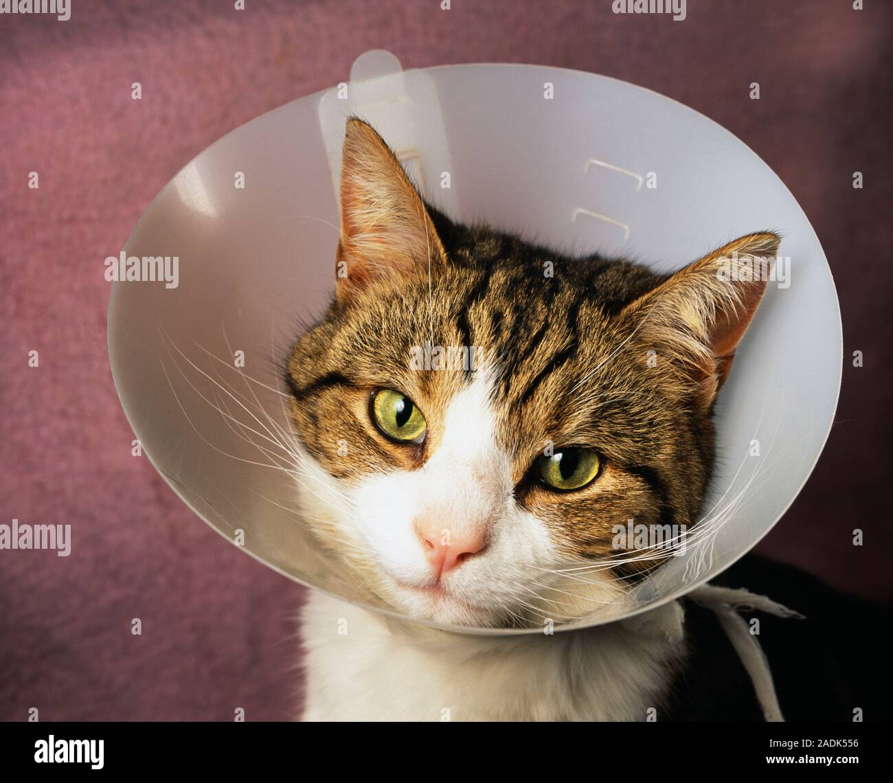 Pet wound guard. Domestic cat wearing a plastic collar to stop it