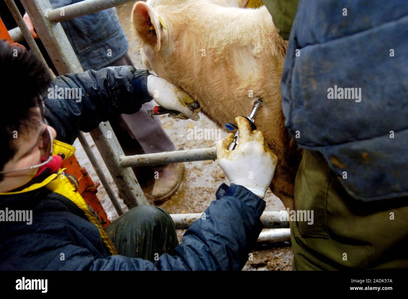 Bovine tuberculosis screening. Vet injecting a cow with tuberculin