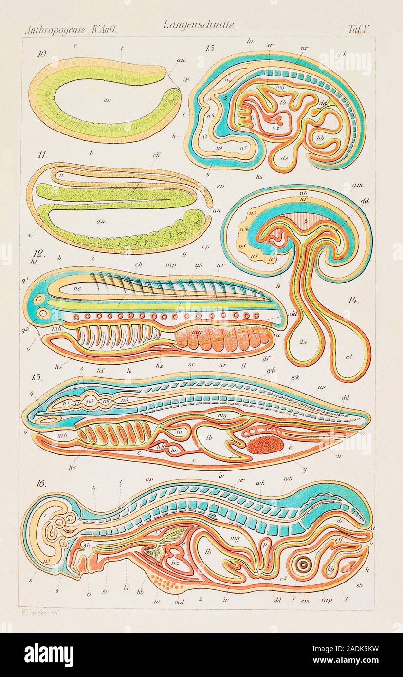 Longitudinal sections. Historical artwork of a human being (bottom) and ...
