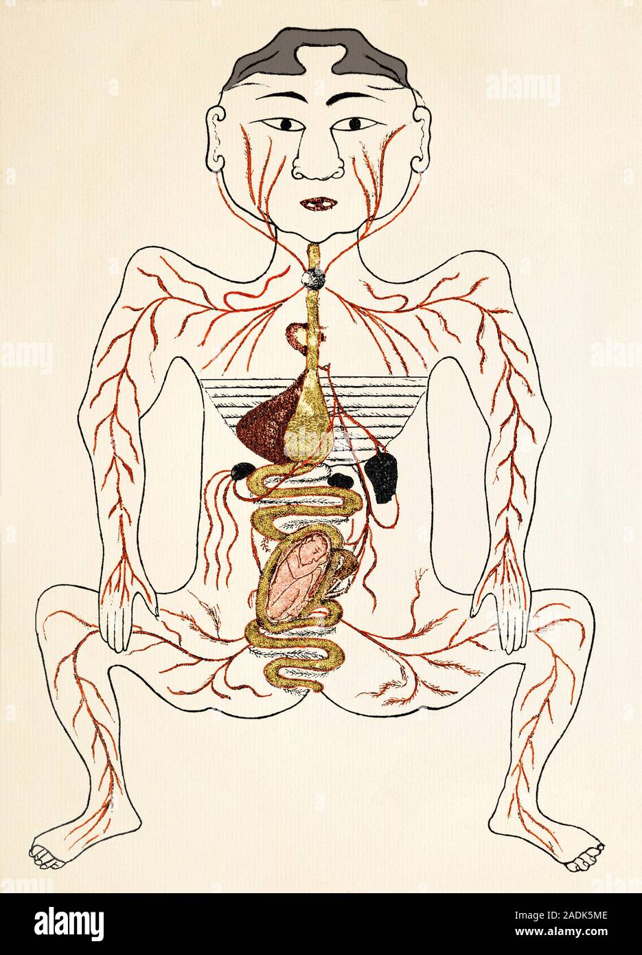 Pregnancy anatomy. 15th century Persian anatomical diagram showing the
