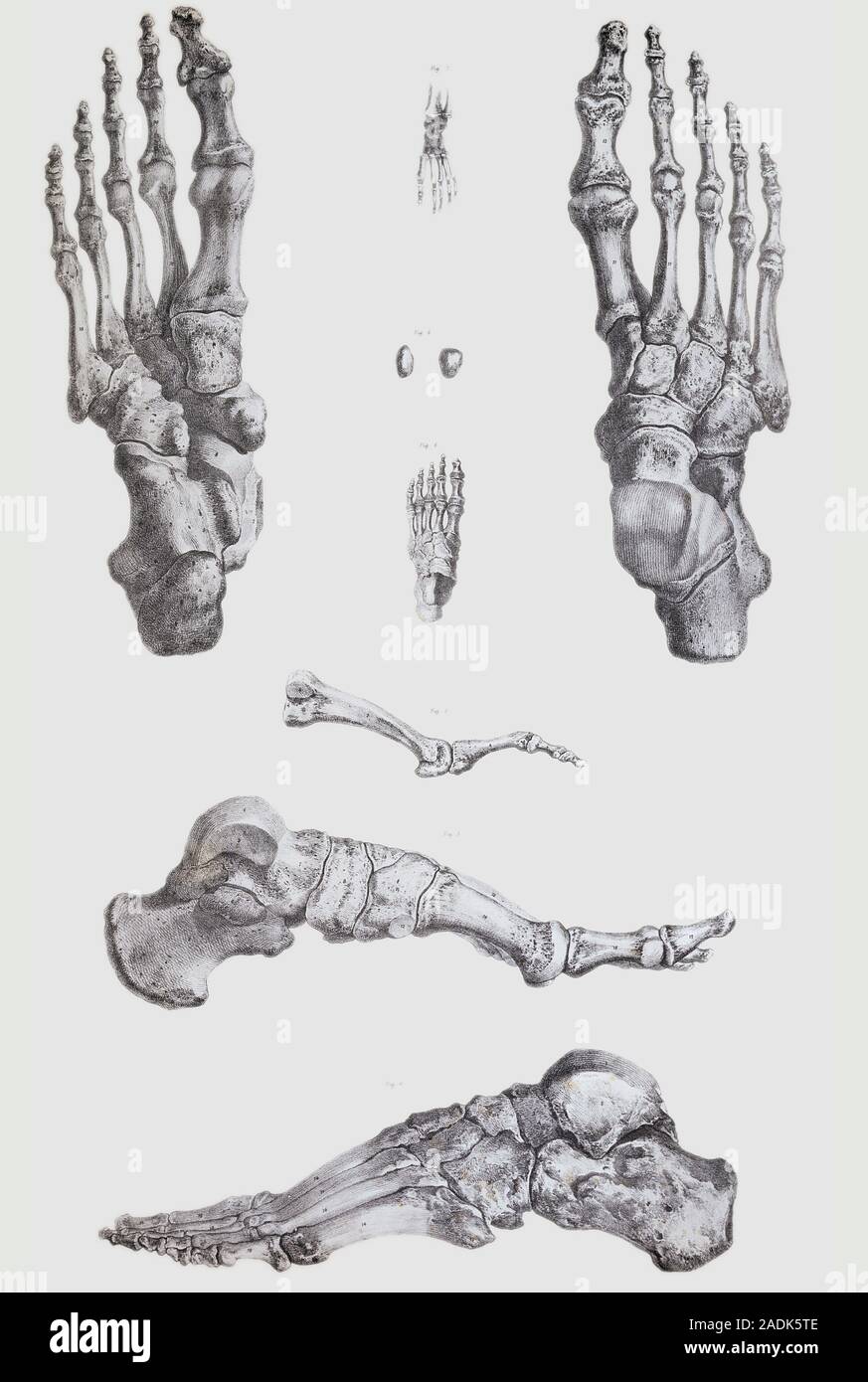 Foot bones. Historical anatomical artwork of the bones of the human