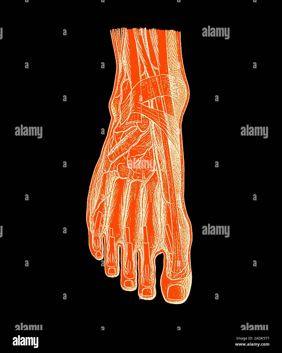 Foot bones and tendons. Historical artwork of a human foot that has