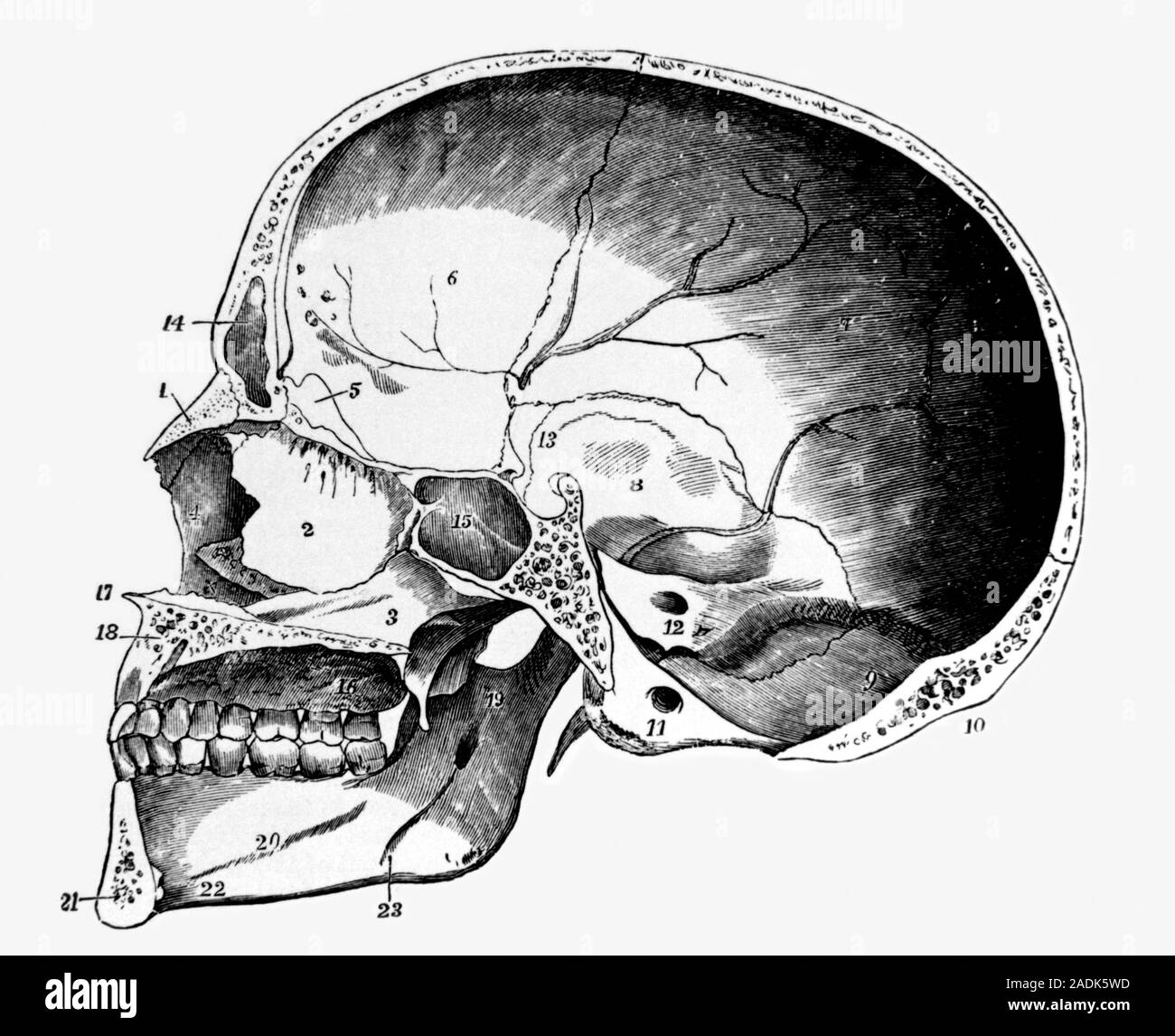 Строение черепа Сагиттальный распил