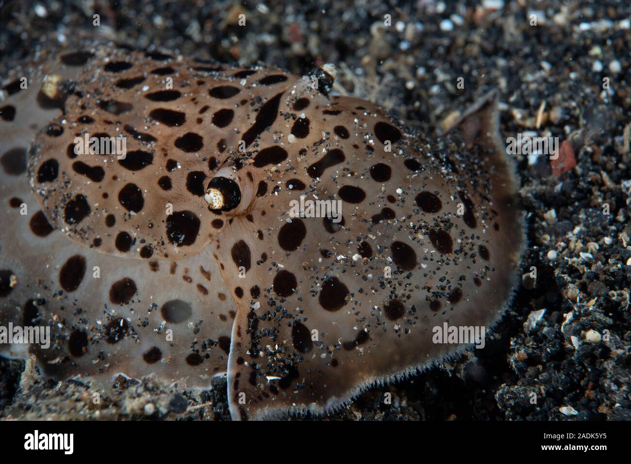 Moon-headed Sidegill Slug Euselenops luniceps Stock Photo - Alamy