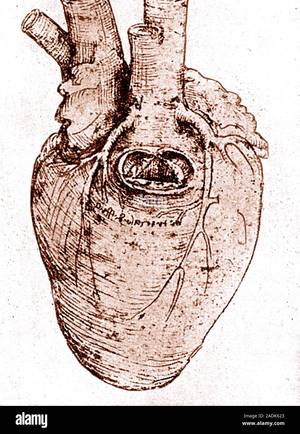 Heart. Historical artwork of a healthy human heart. The superior vena cava (not seen), one of