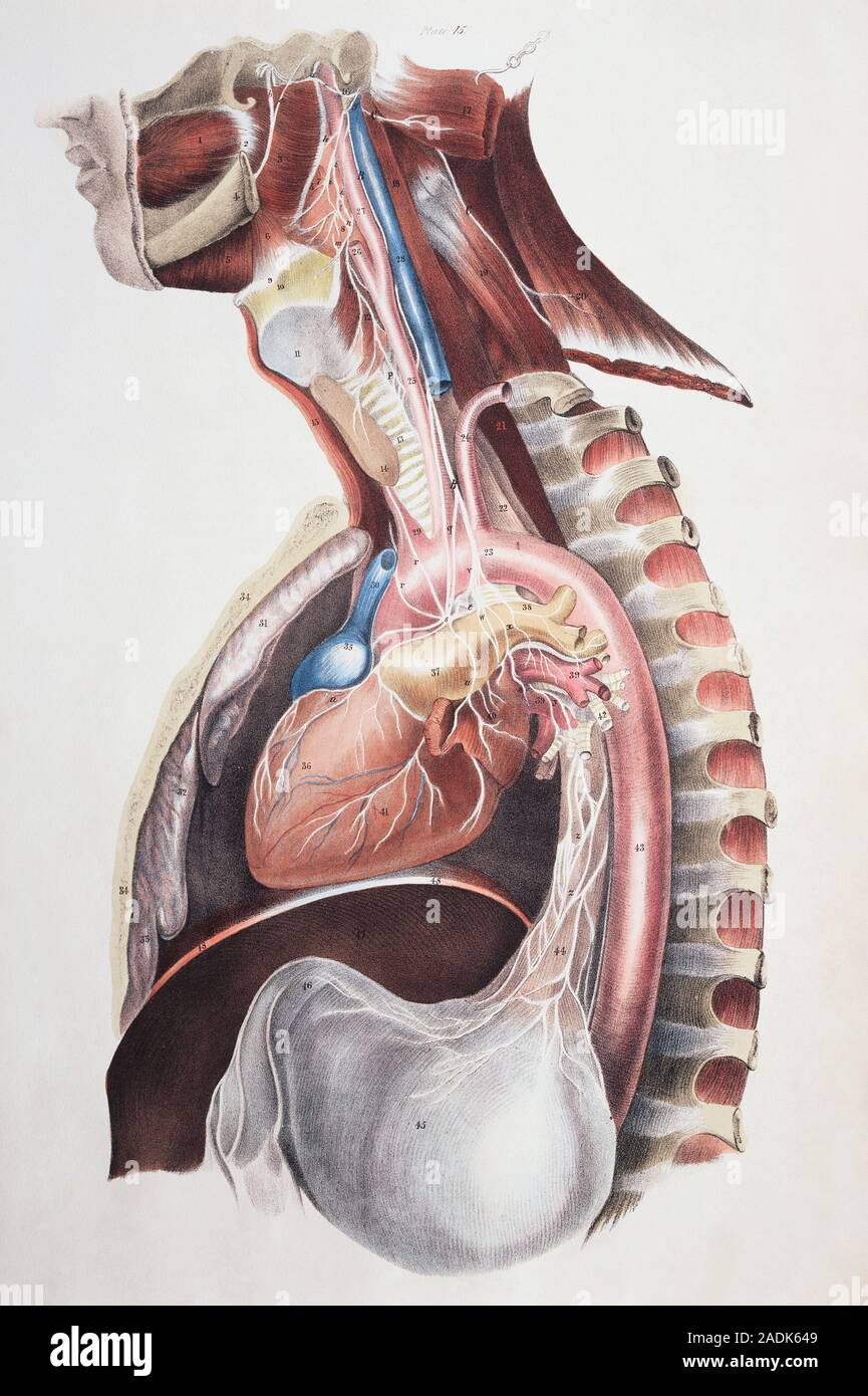 Cranial nerves. Historical anatomical artwork of a side view of a ...