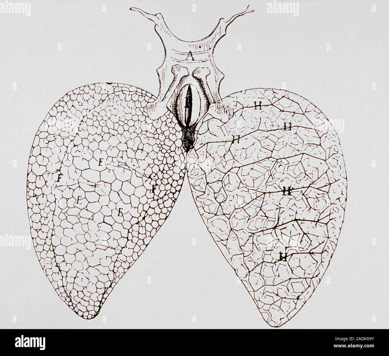 Illustration of the lungs of a frog from Marcello Malpighi's book On