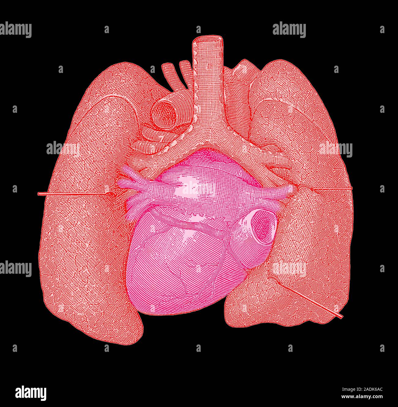 Heart and lungs. Historical artwork of the heart (pink) and lungs (red