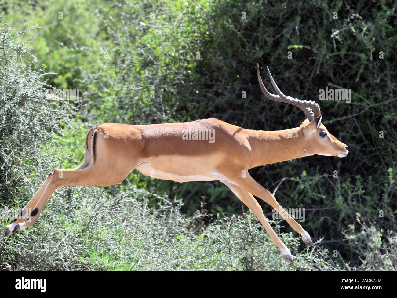 An impala runs through dry scrub. Sinya Wildlife Management Area, Tanzania. Stock Photo