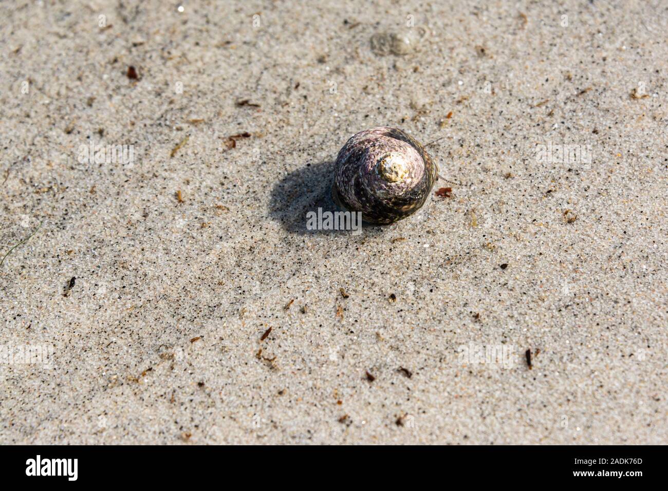 A top shell snail making tracks in wet sand Stock Photo