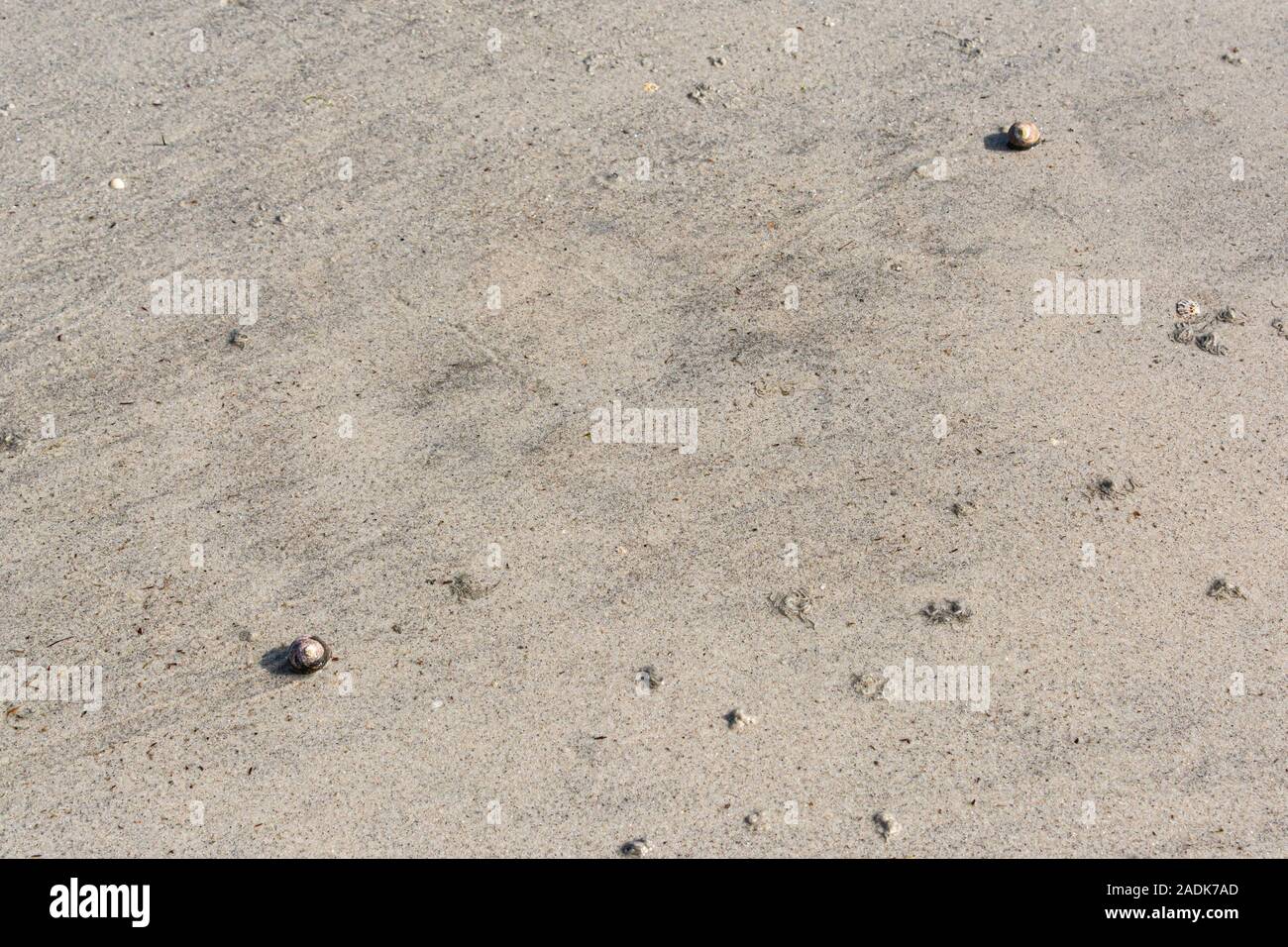 Two top shell snails on a wet sandy beach Stock Photo