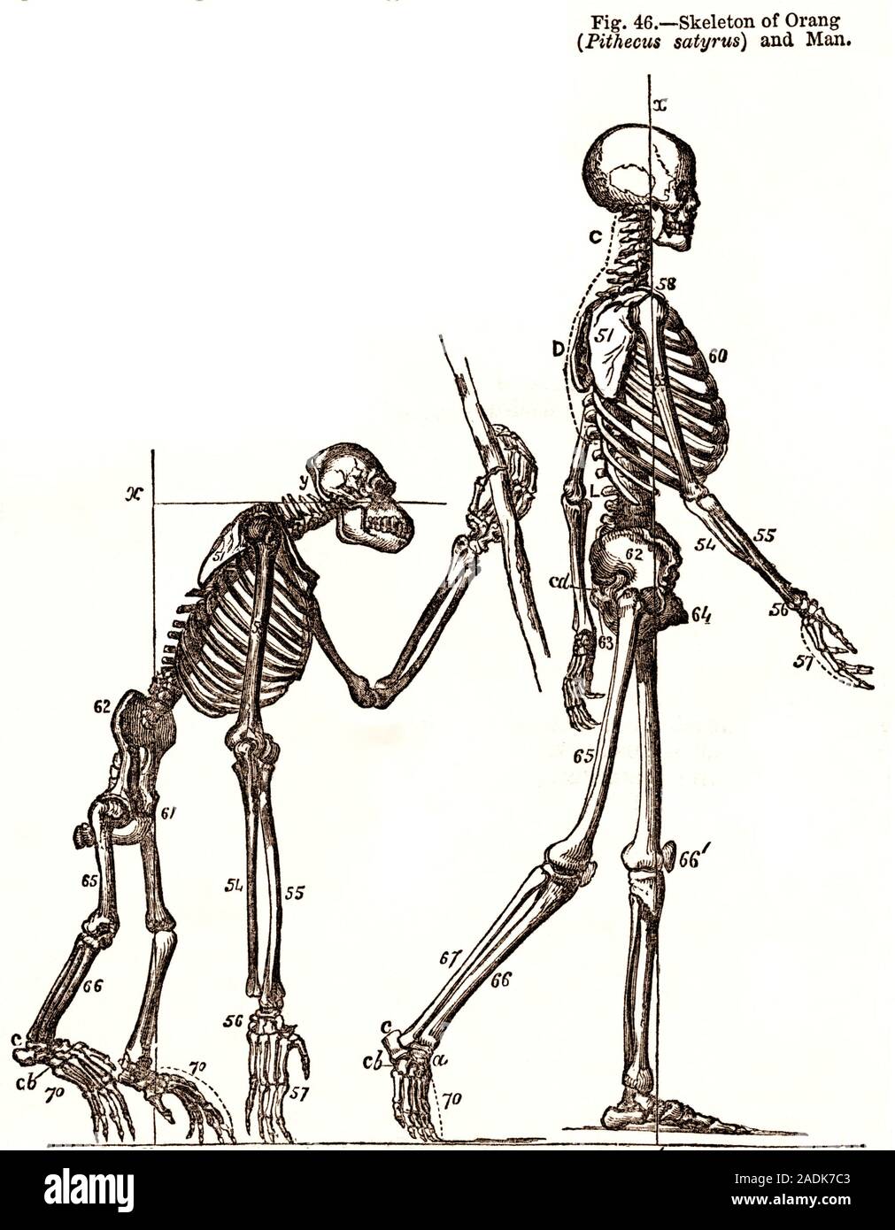 Шимпанзе передняя конечность. Строение скелета шимпанзе. Скелет шимпанзе и человека сравнение. Скелет человека и примата. Сравним скелет обезьяны и человека.