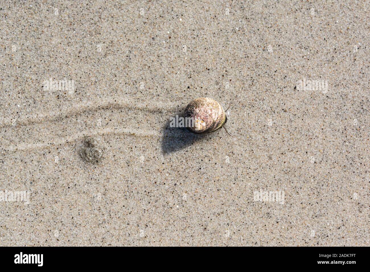 A top shell snail making tracks in wet sand Stock Photo