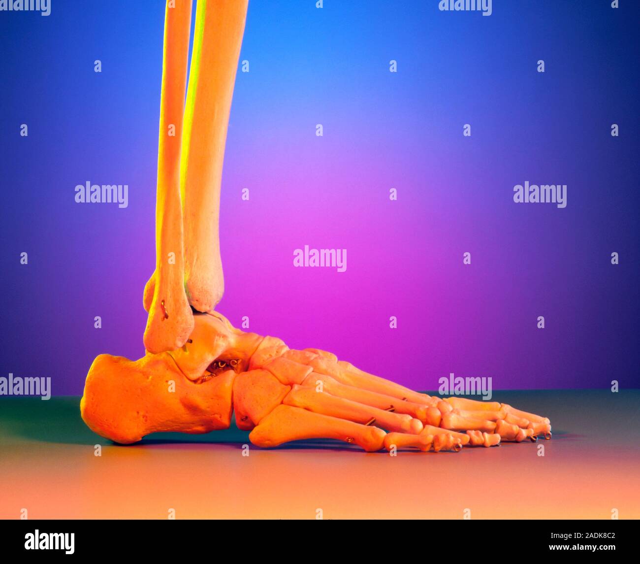 Foot bones. Side view of the foot bones from a normal human skeleton