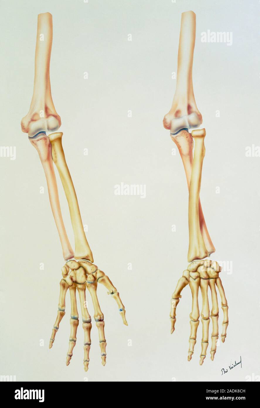 Forearm Pronation & Supination: Muscles, Bones, & Joints