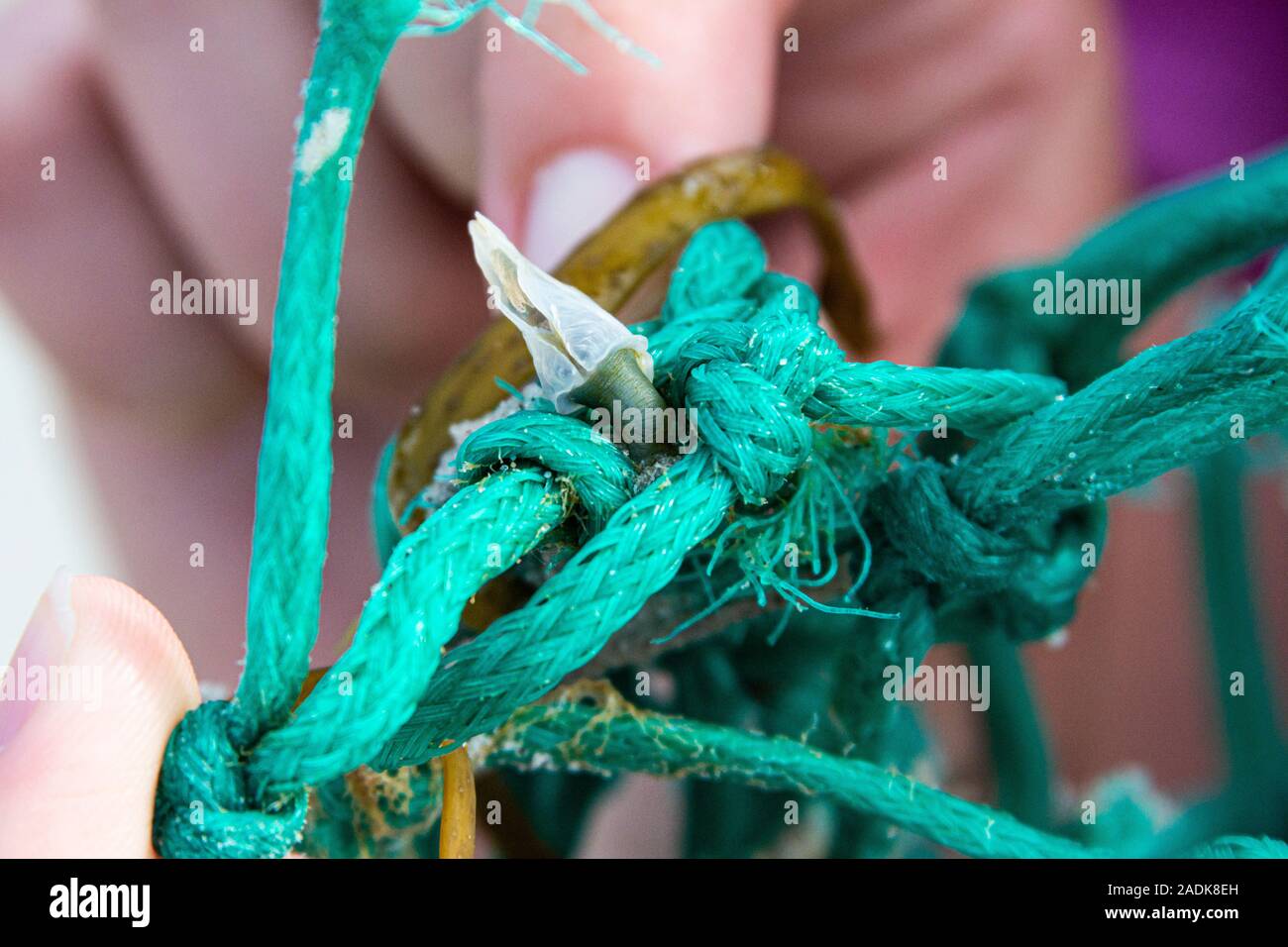 A barnacle on a piece of green net Stock Photo