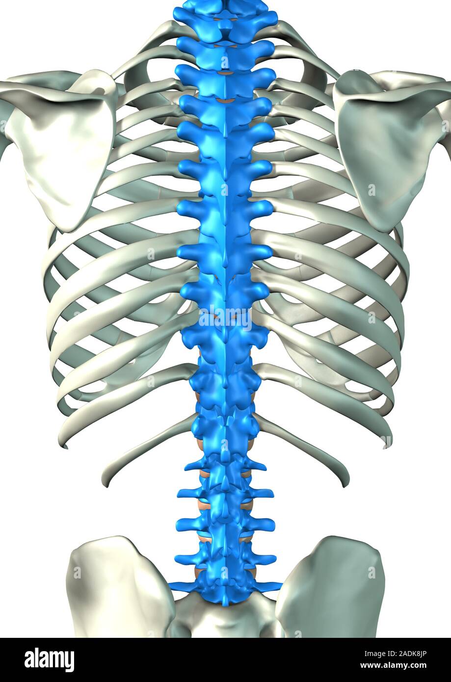 Spine, computer artwork. Human skeleton with a blue spine. The spine