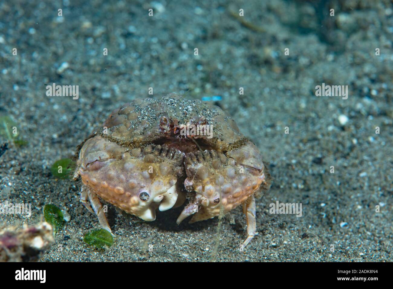 Box Crab (Calappa capellonis) Stock Photo