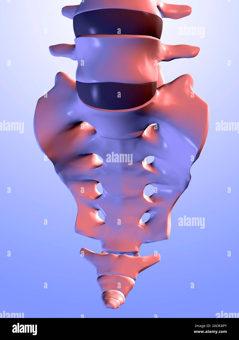 Sacrum, coccyx and lower part of spine, computer artwork. The sacrum is ...