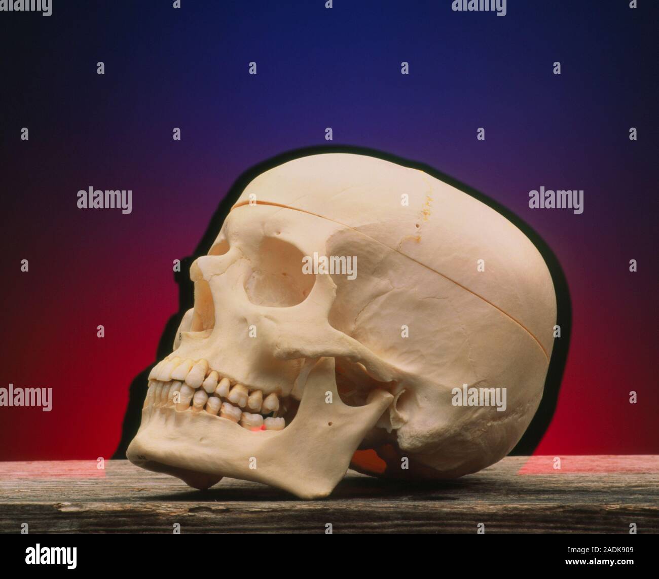 Profile pictures skeleton 500+ Cool