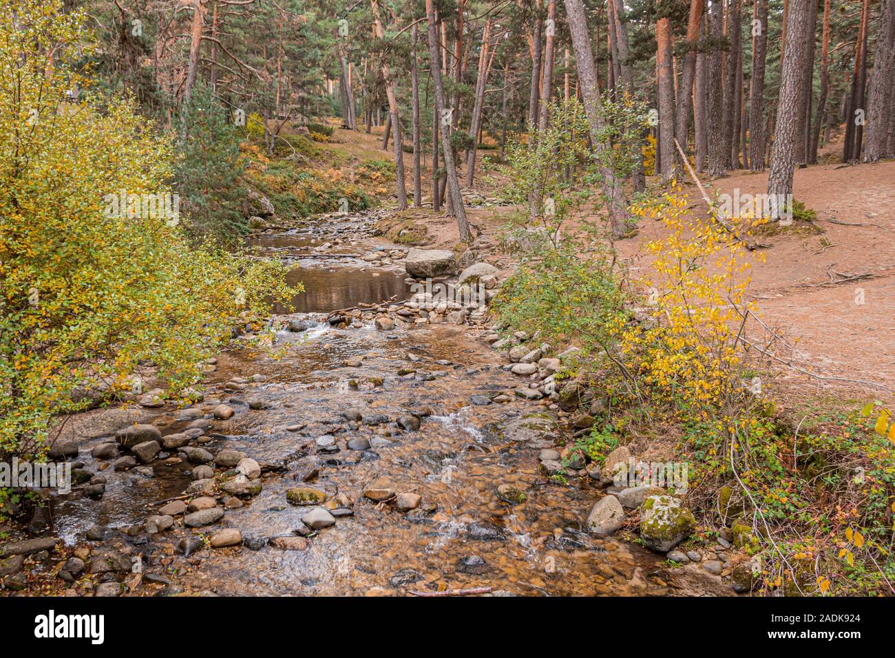 Valsaín pine forest surrounding the river Eresma one autumn day. Province of Segovia Castilla and Leon. Spain. Stock Photo
