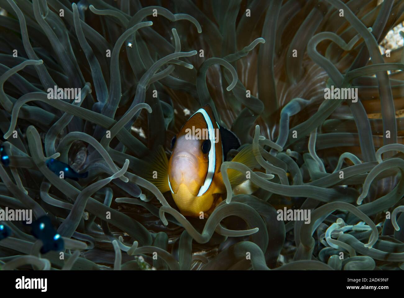 Clarki Anemonefish Amphiprion clarkii Stock Photo