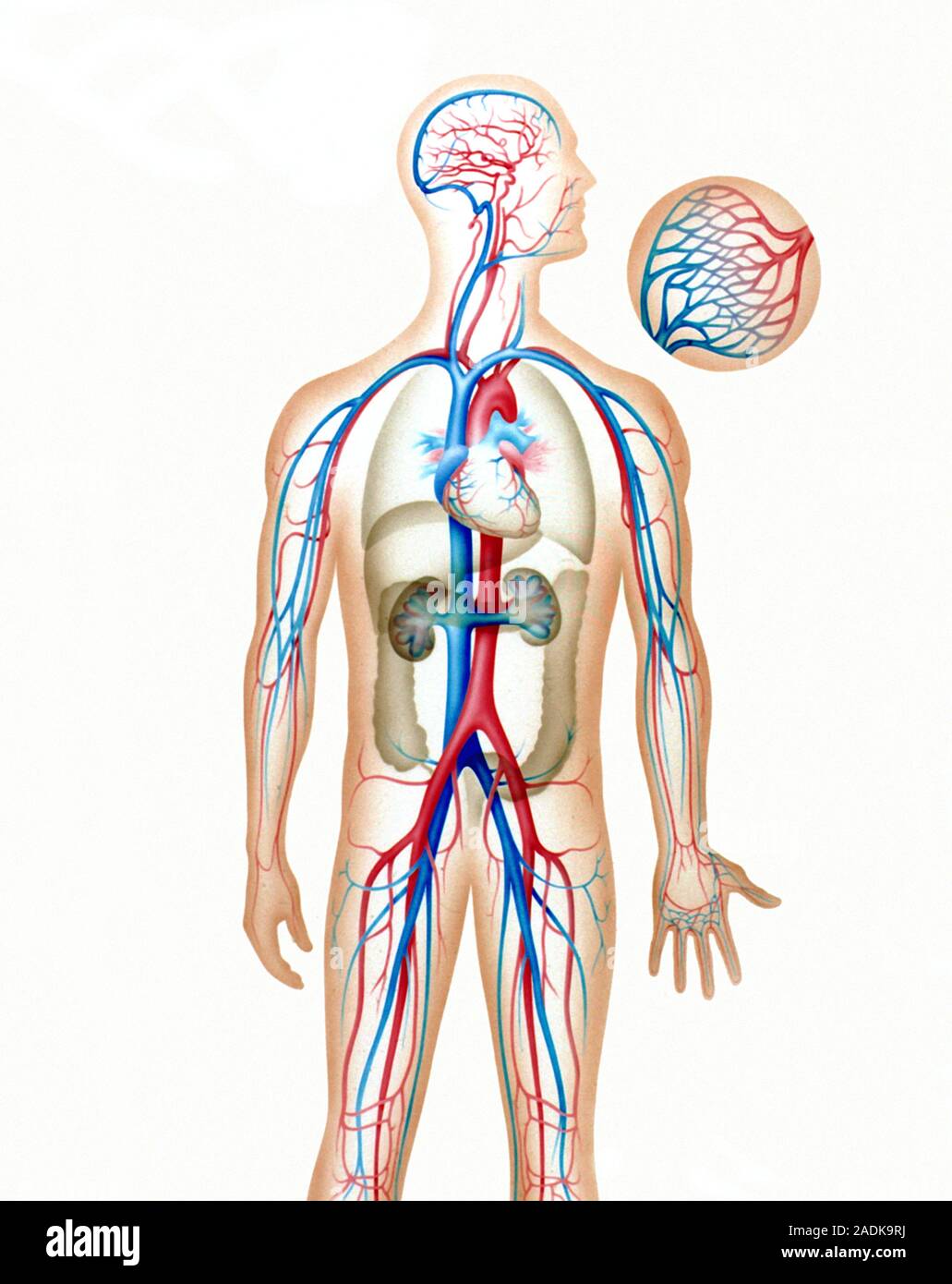 Blood system. Artwork of the blood circulation system on a human figure