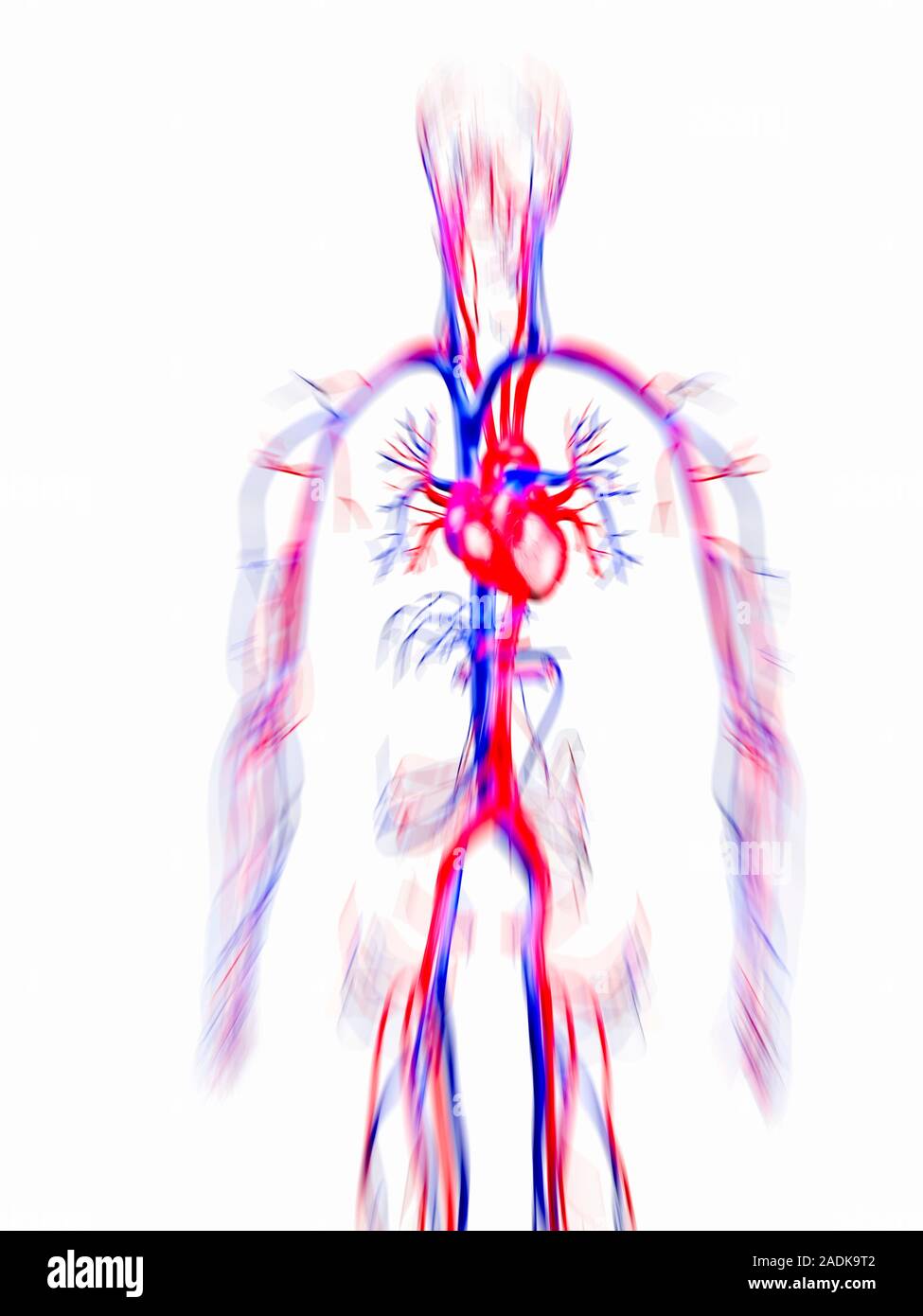 Human circulatory system, computer artwork. Veins (blue) carry