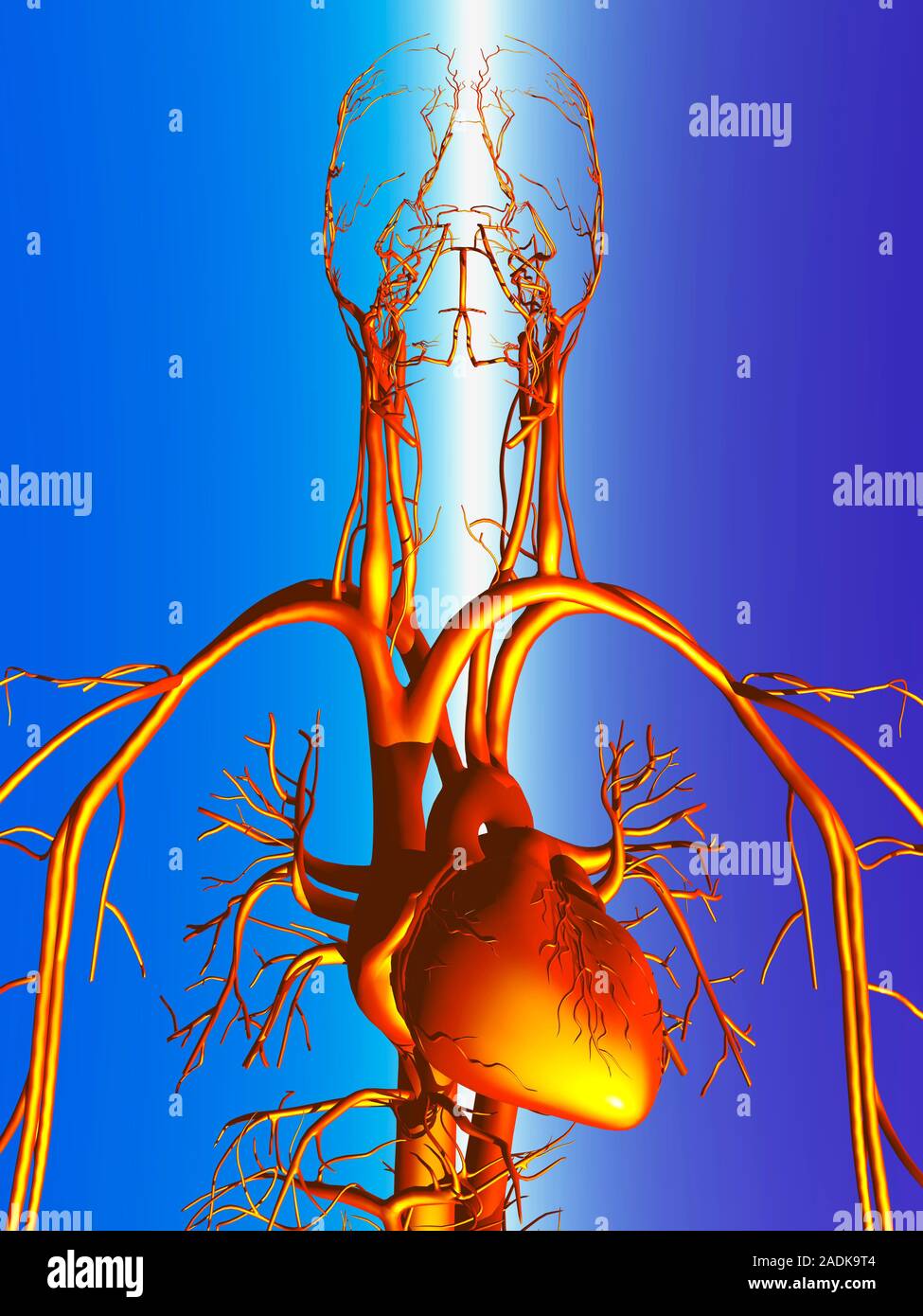 Circulatory system. Computer artwork of the circulatory system of the