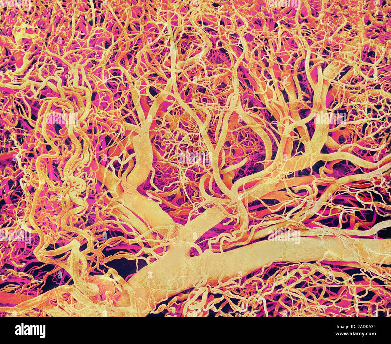 кровеносные сосуды в микроскопе. кровеносные сосуды. клетки кровеносных сосудов. микроскопические кровеносные сосуды. микроскопические кровеносные сосуды.