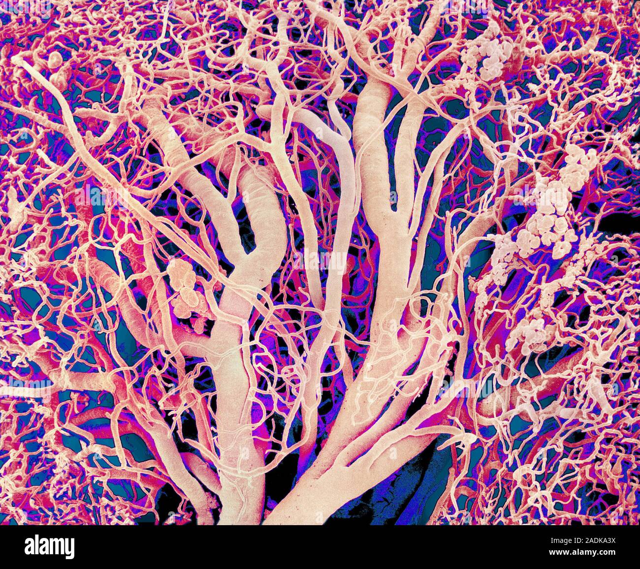 Кровеносные сосуды под микроскопом. Кровеносные сосуды. Сосуды под микроскопом. Микроскопический мир. Митохондрия конфокальная микроскопия.