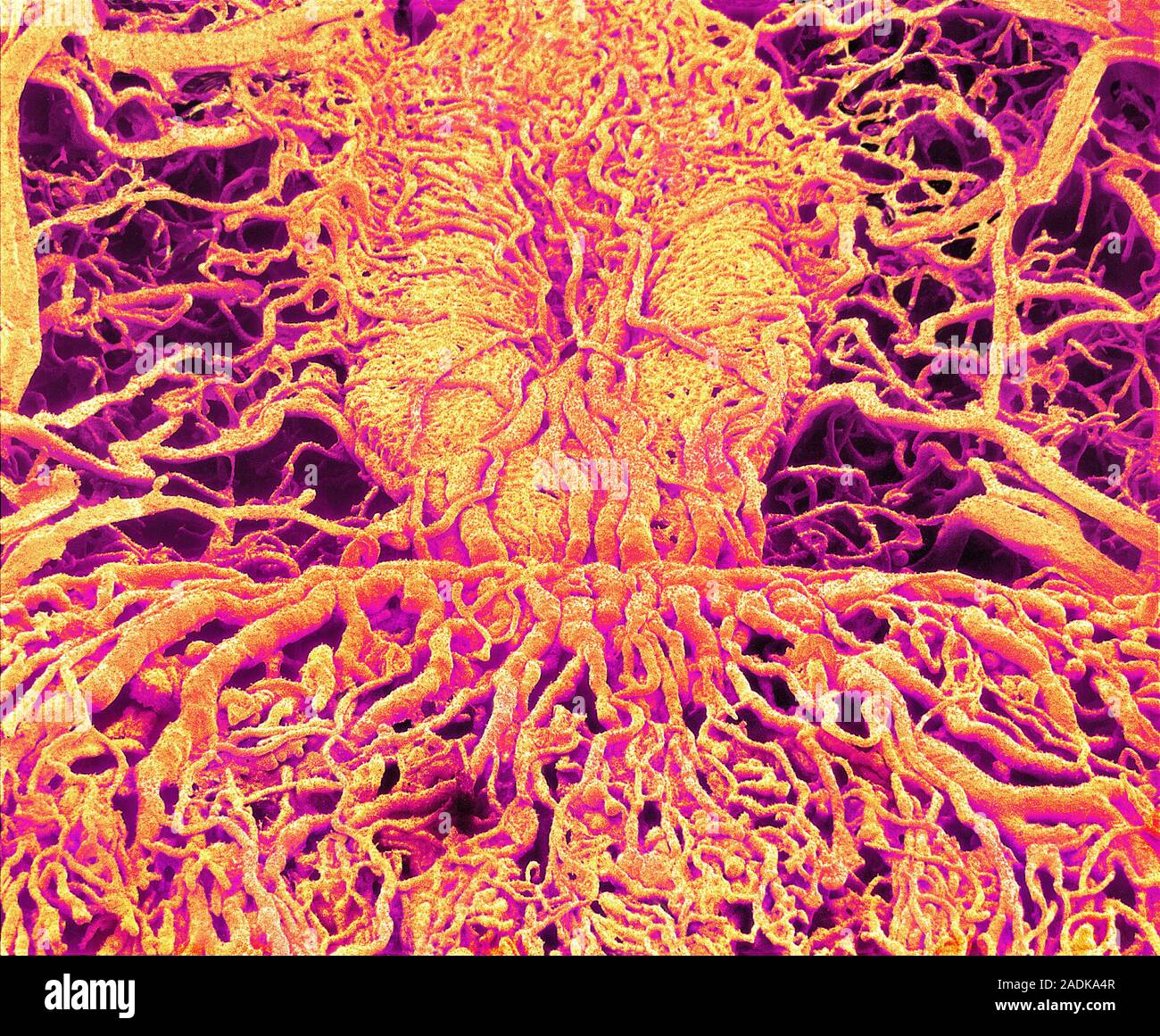 Blood vessels. Coloured scanning electron micrograph (SEM) of a resin ...