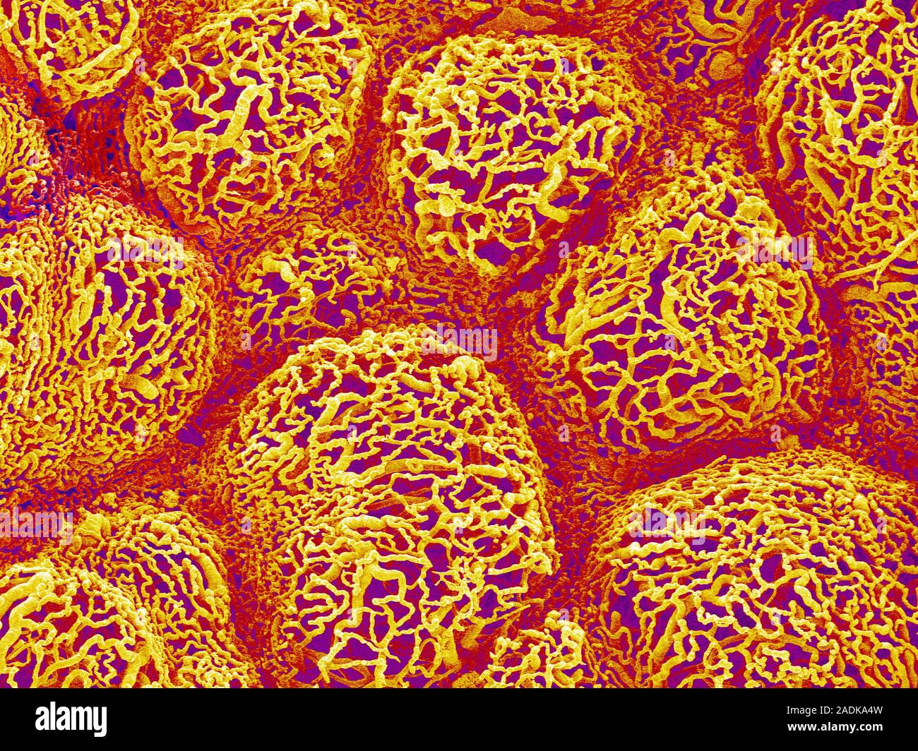 Blood vessels. Coloured scanning electron micrograph (SEM) of a resin ...