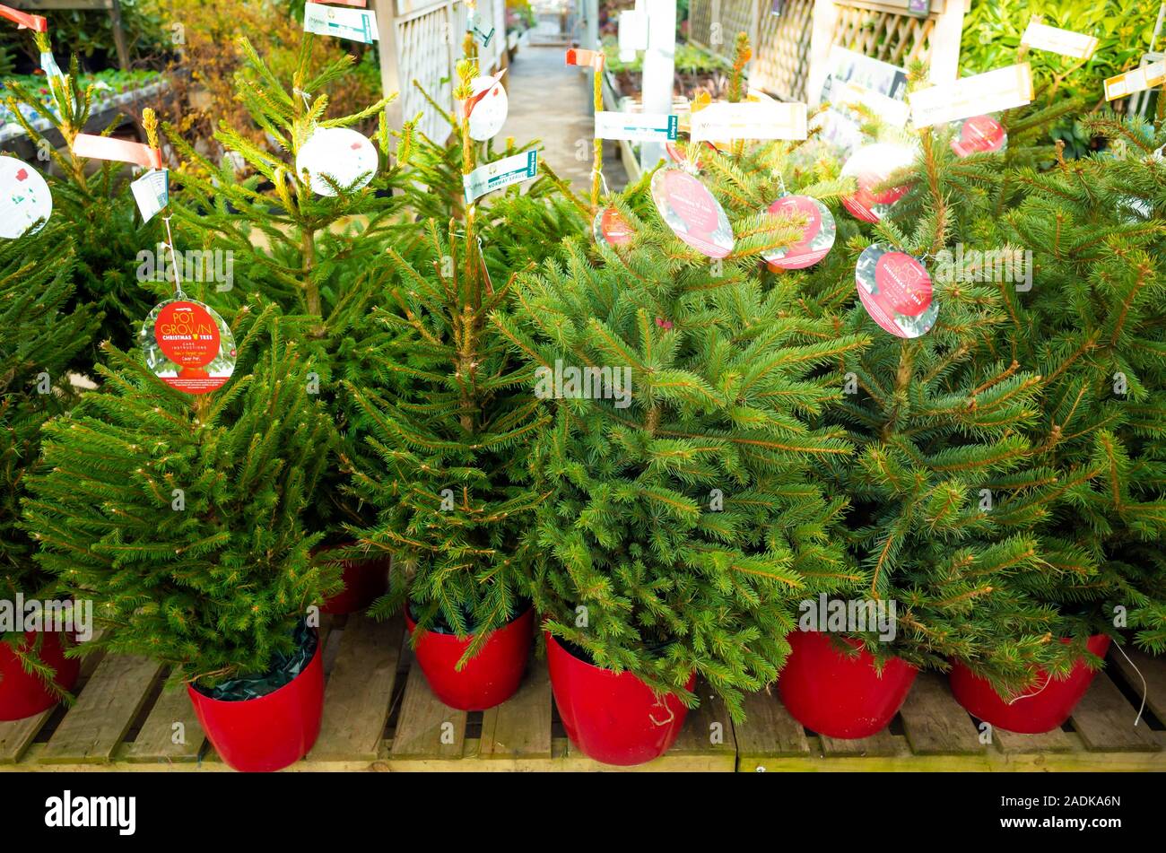 Pot grown fir trees in a garden centre for sale at Christmas Stock