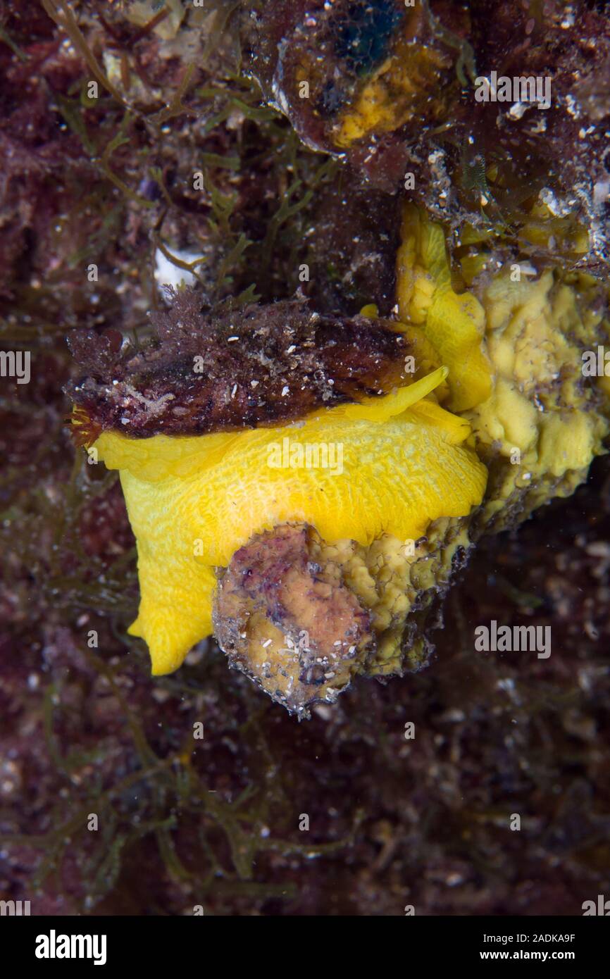 Yellow Umbrella Slug Tylodina perversa Stock Photo