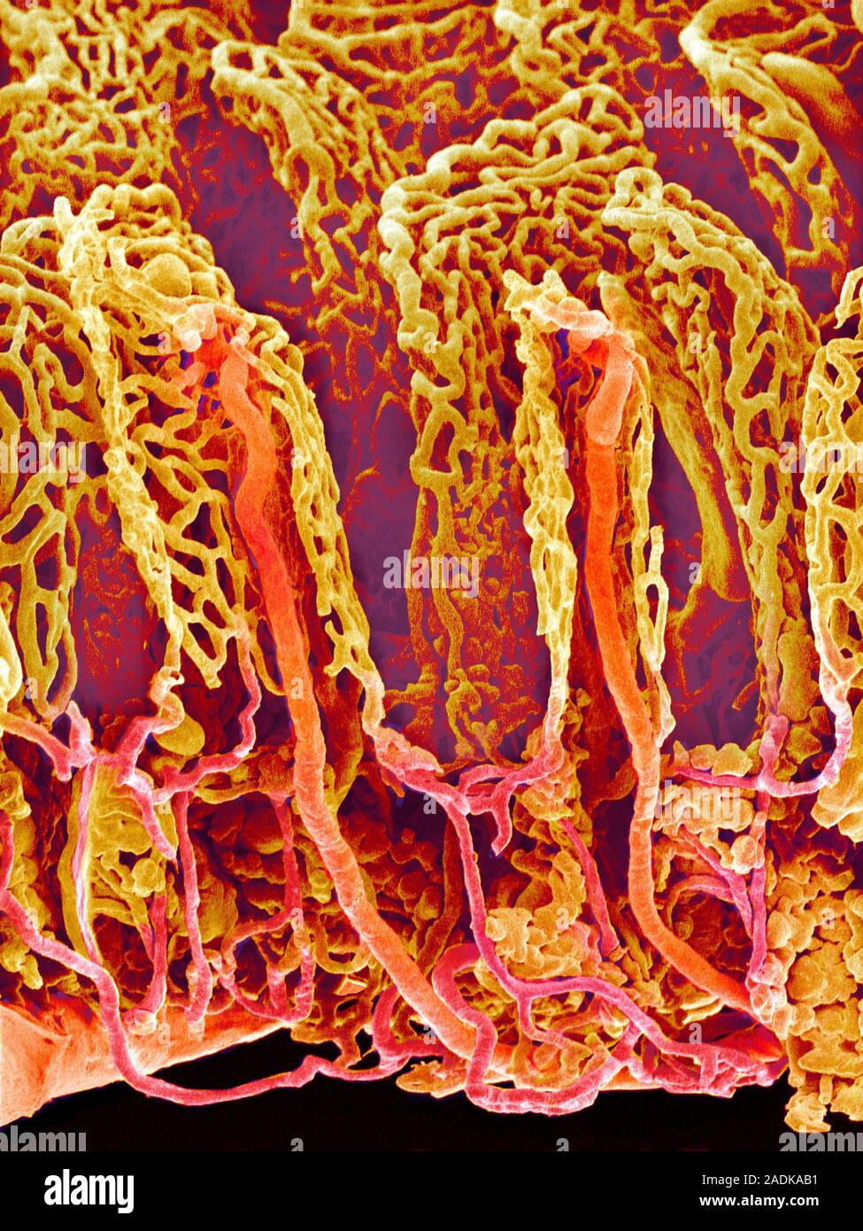 Blood vessels. Coloured scanning electron micrograph (SEM) of a resin ...