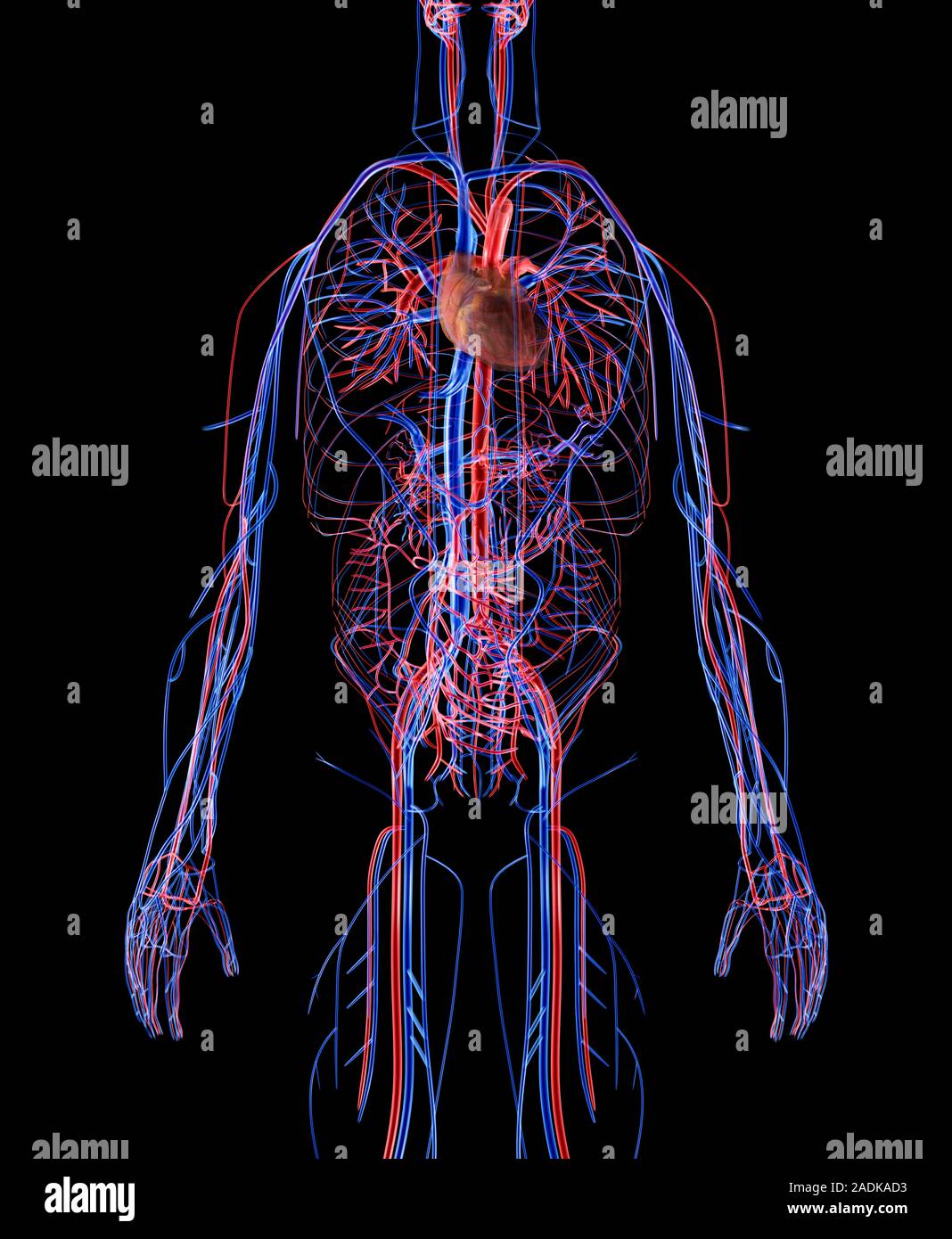 Cardiovascular system. Computer artwork of the human cardiovascular