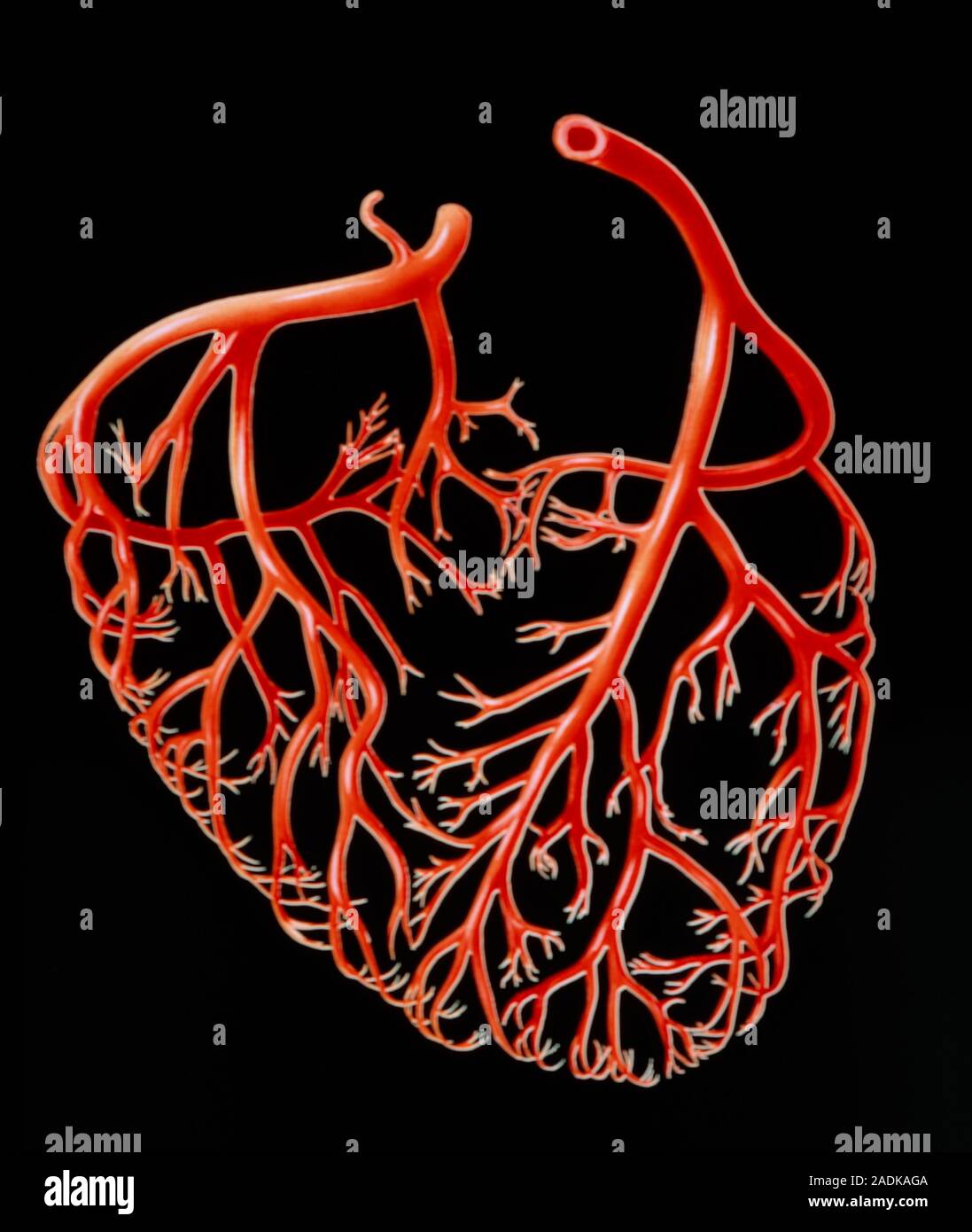 Illustration of the major branches of the human coronary arteries, the