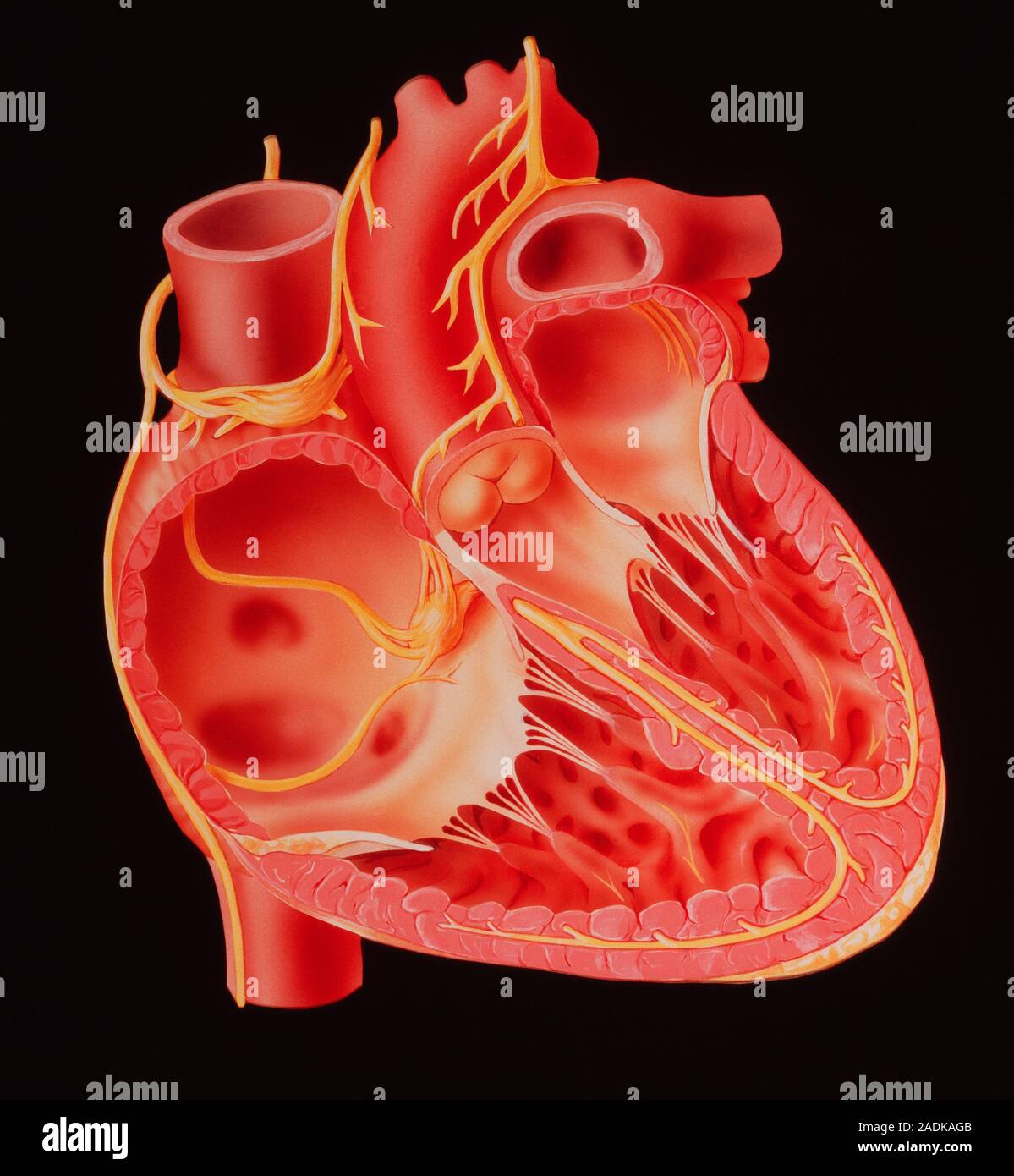 Строение сердца срез. В разрезе сердце поперечных желудочков. Срез сердца человека. Аортальный клапан поперечный срез. Строение сердца срез.