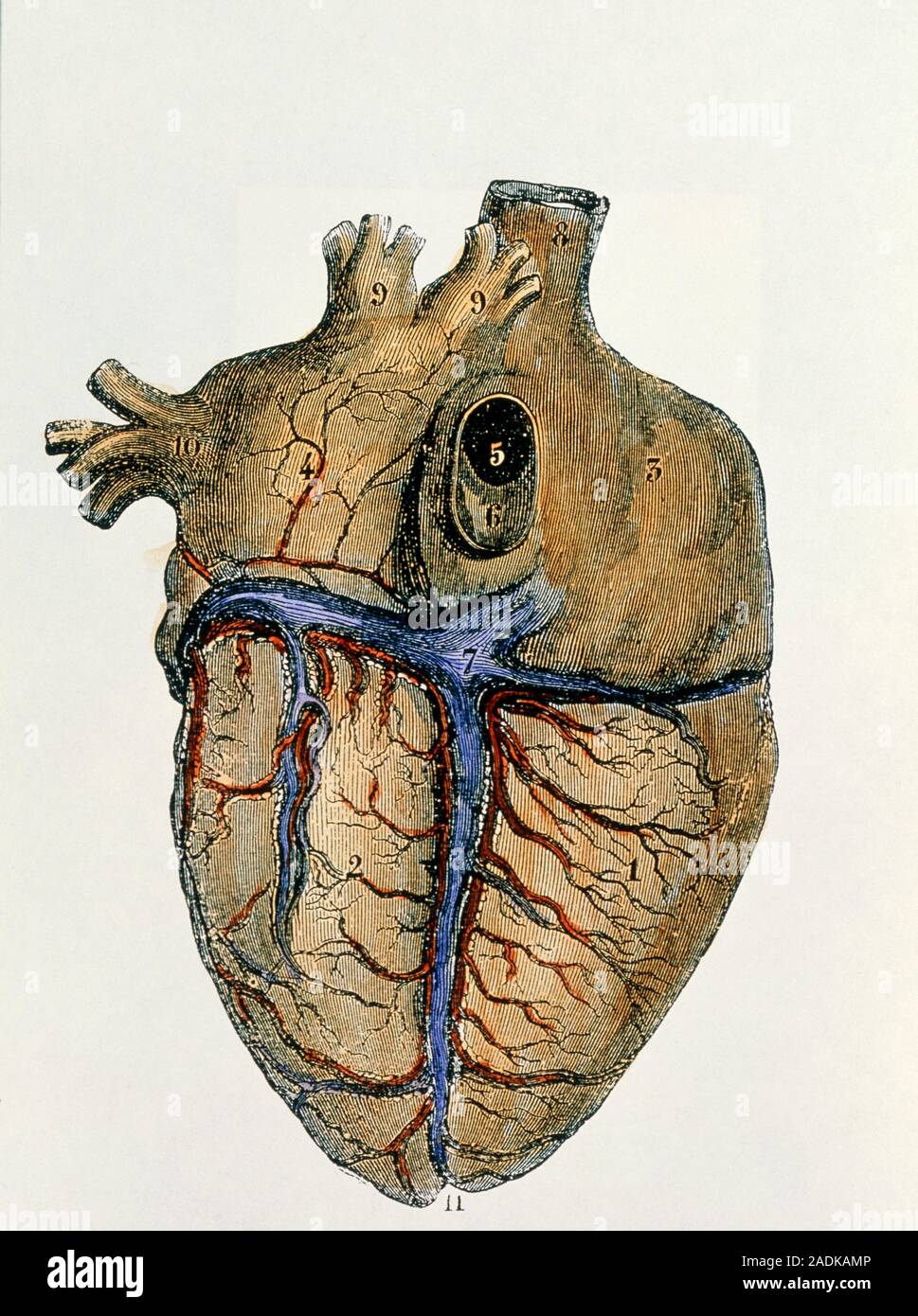 Heart. Coloured engraving from 1890 of the heart & coronary blood ...