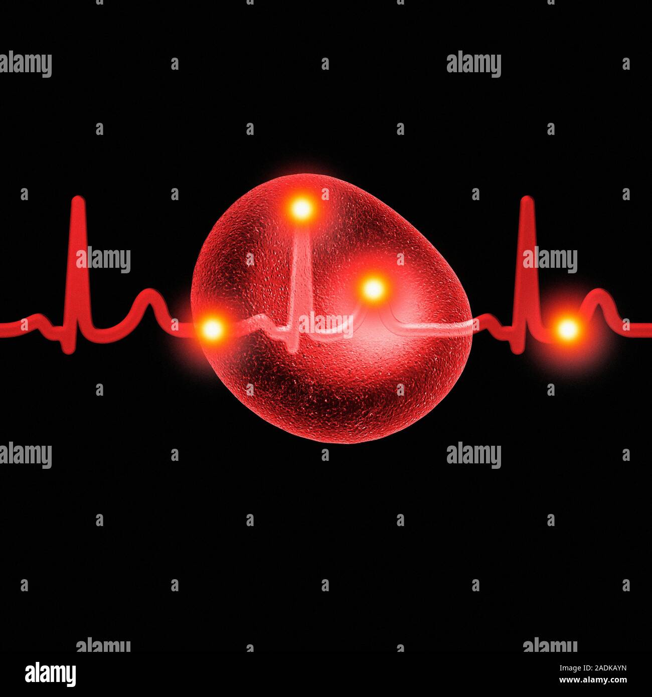 ECG and red blood cell. Computer artwork of an electrocardiogram (ECG ...