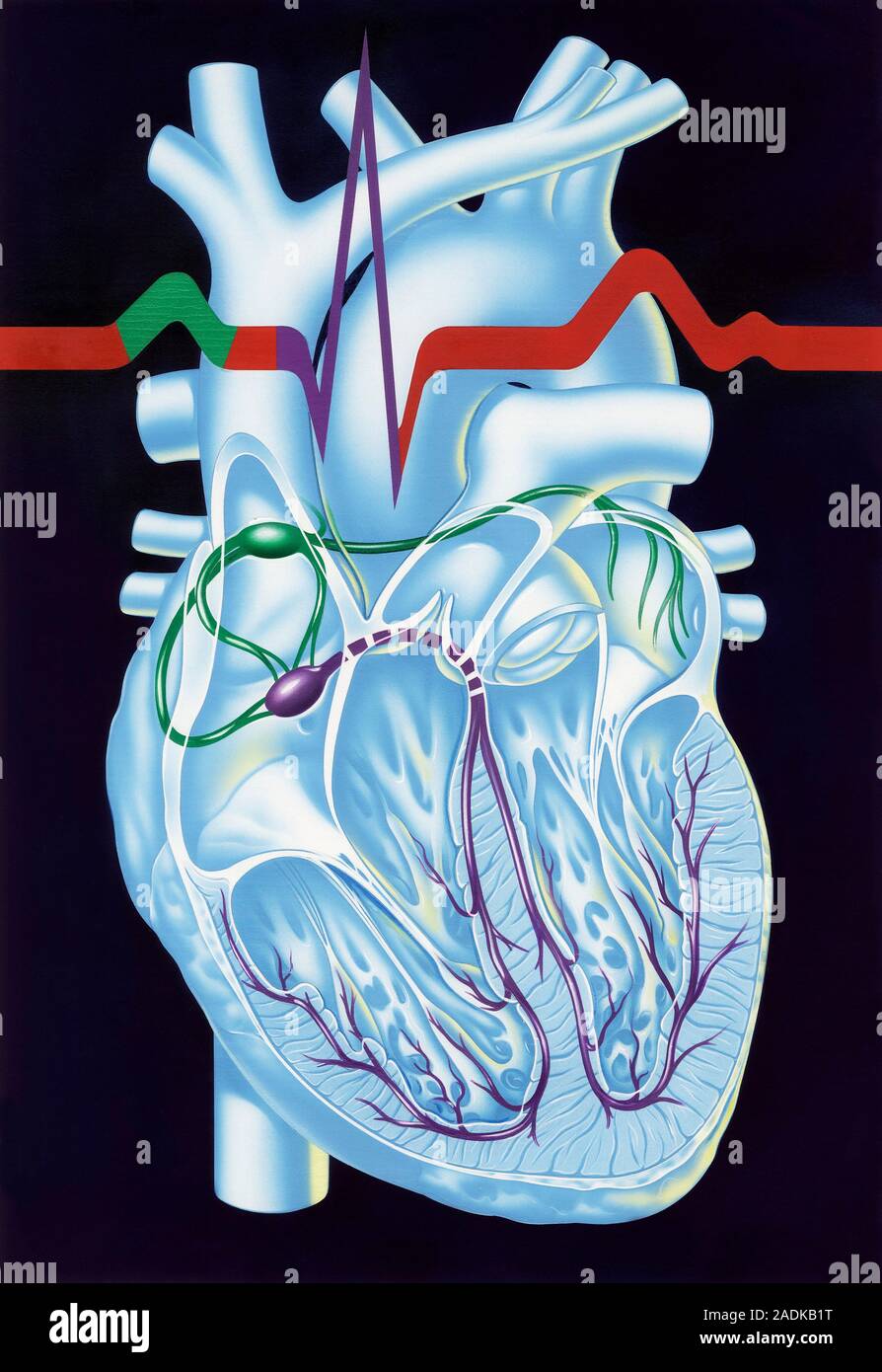 Electrical conduction in the heart, artwork. Each heartbeat is